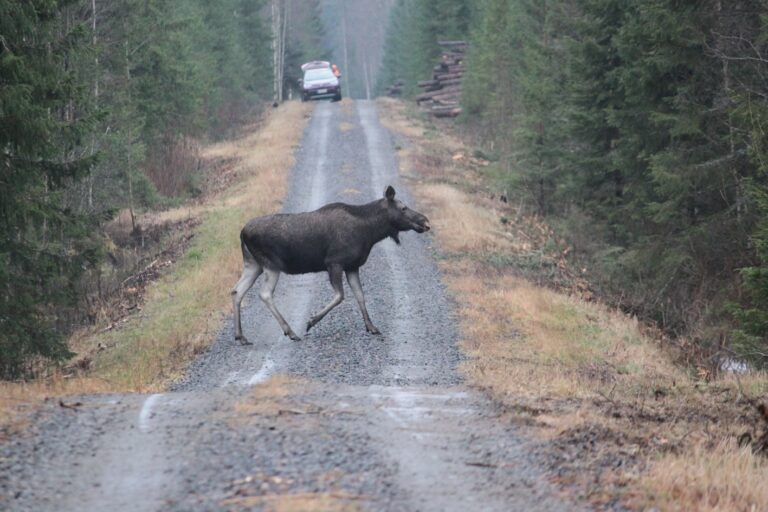 hirvi ylittää hiekkatietä